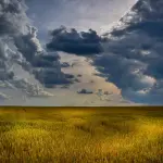 I vantaggi del LED per la coltivazione idroponica